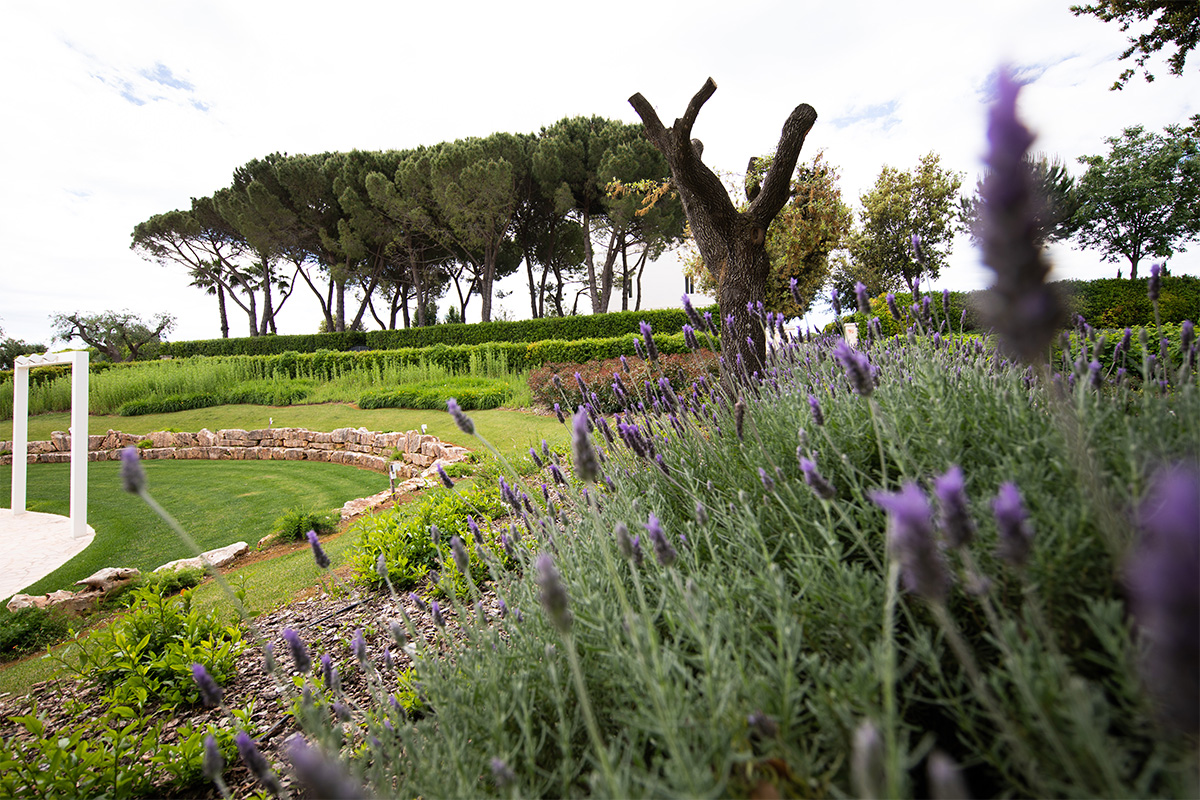 Terraced garden with lawn and lavender plants.