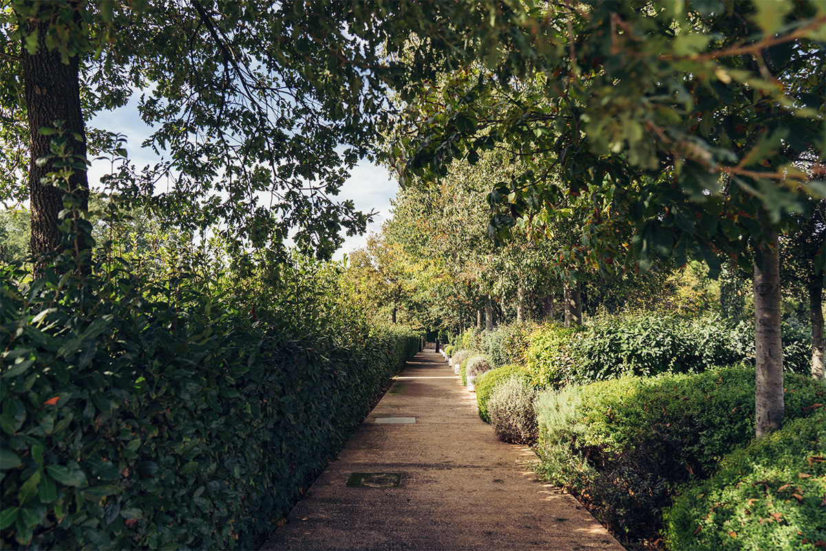 Shaded avenue in Il Santissimo park in Turi, with manicured hedges, Mediterranean trees and a path surrounded by greenery.