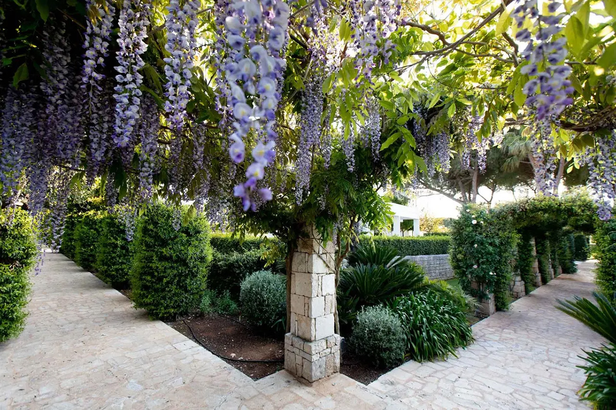 Flowery pergola in the park, with purple wisteria, stone columns, hedges and light-colored paths.