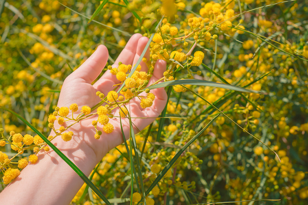 Hand among yellow flowers for sensory weddings, dedicated to nature and scents.