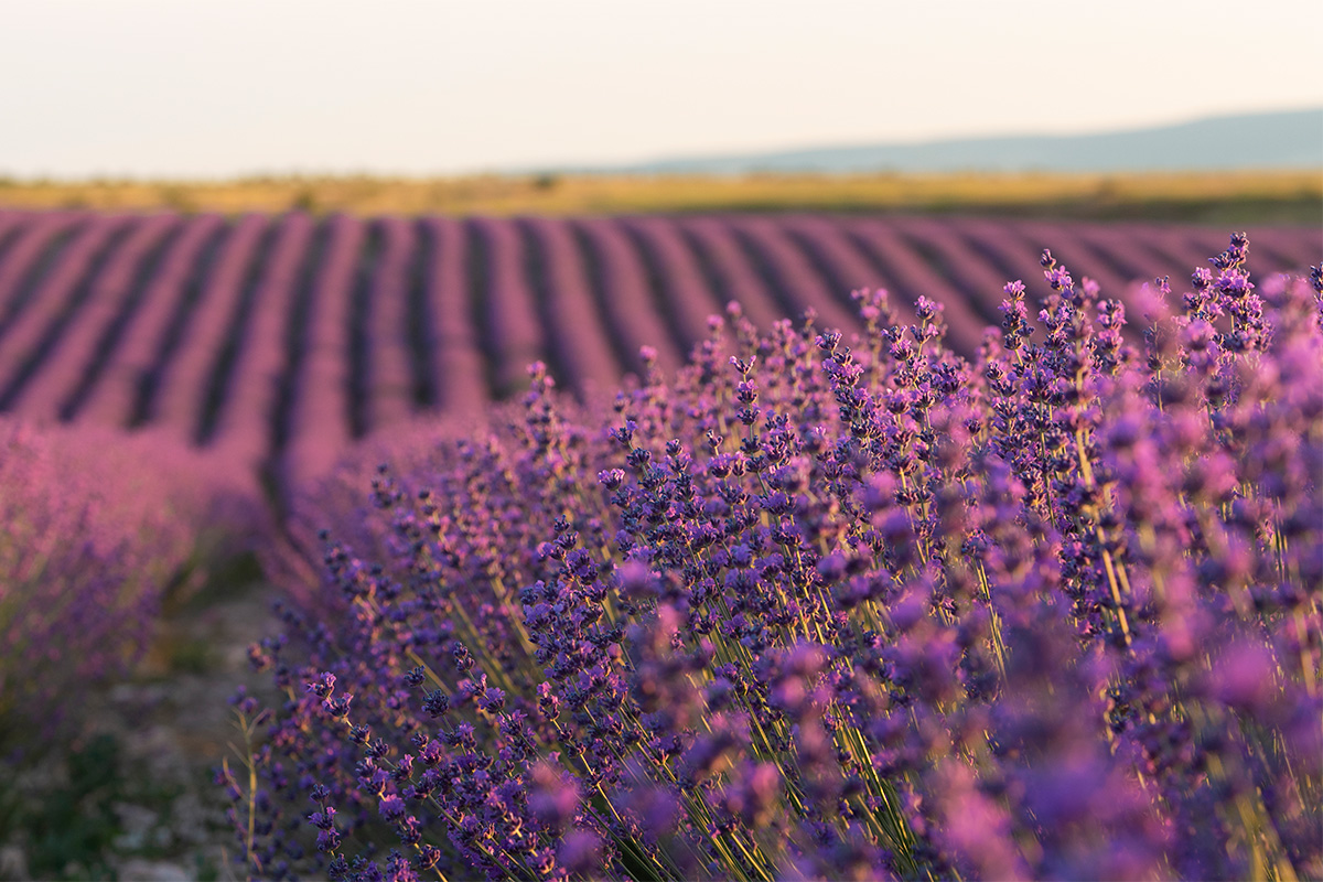A lavender field for sensory weddings at Il Santissimo, amidst natural scents and colors.