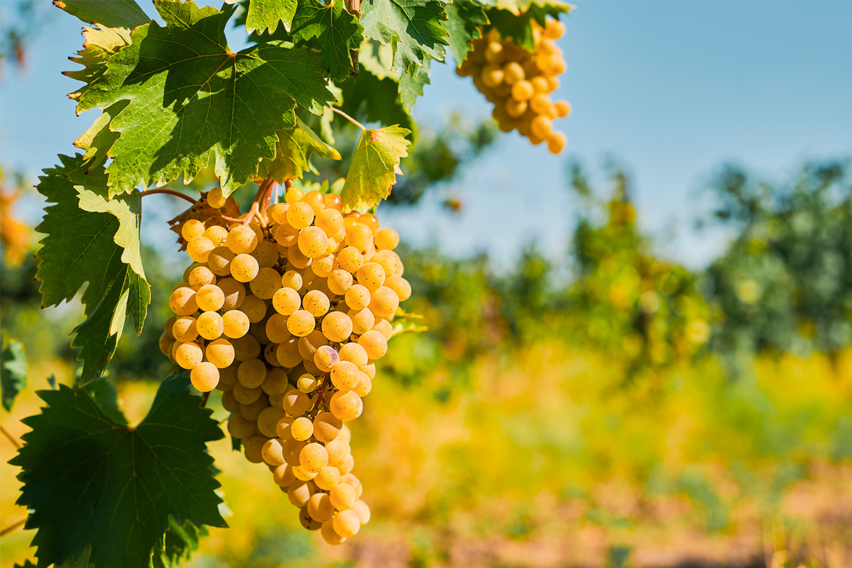 Bunches of white grapes for sensory weddings inspired by the Apulian nature.