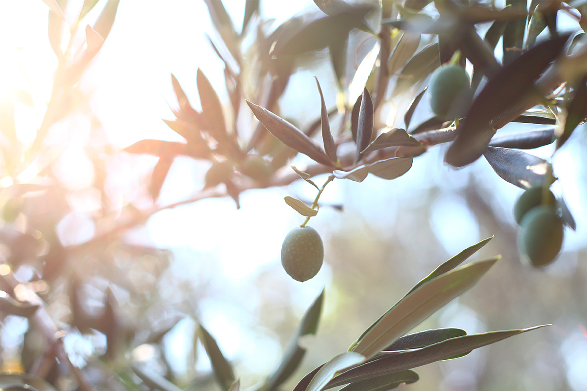 Olive branches in the sun for sensory weddings inspired by the scents of the Mediterranean.