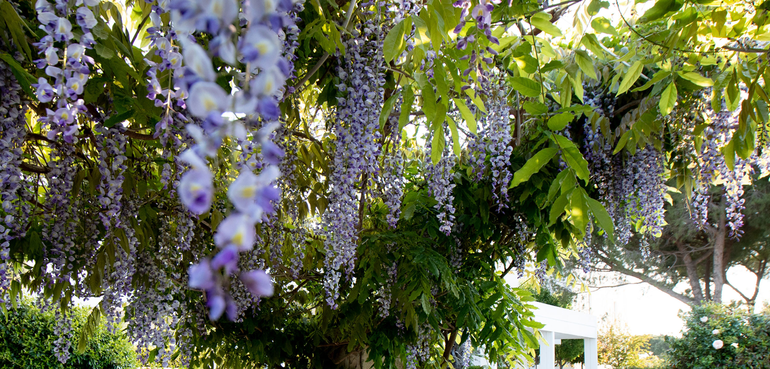 Hanging wisteria flowers for a spring wedding at Il Santissimo in Puglia.